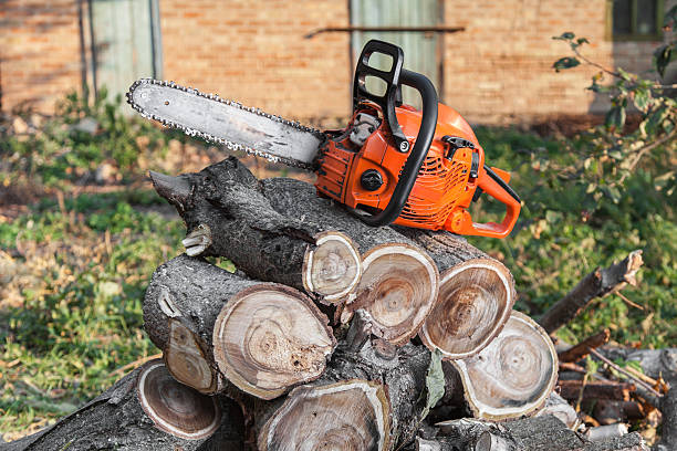 Best Emergency Tree Service  in Richmond Heights, FL